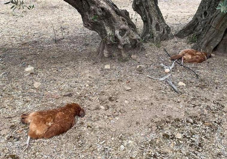 Entran en una finca privada de un pueblo de Jaén y violan y matan a quince gallinas